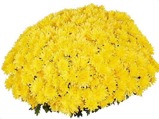 Хризантемы Goal Yellow черенок 25 грн ожидается